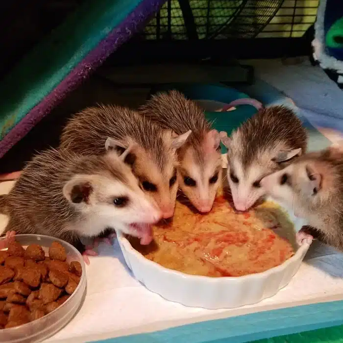 providing care for baby possums
