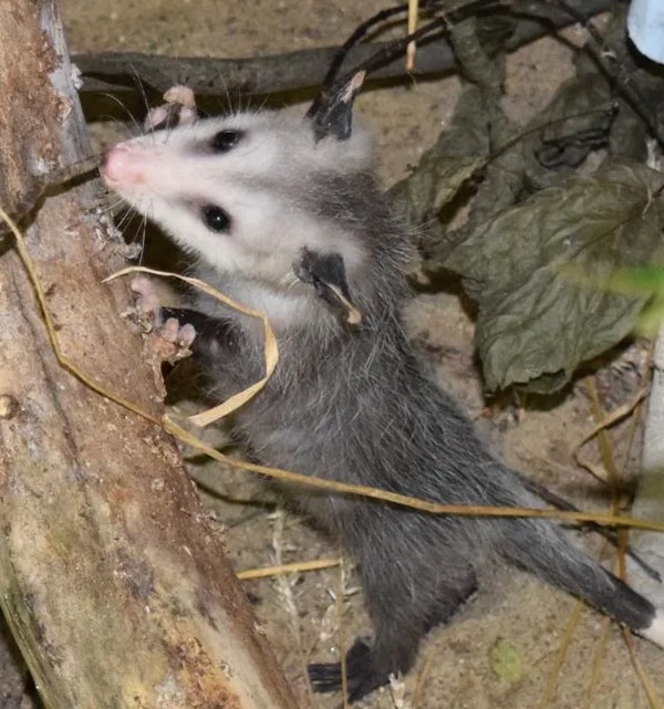 Opossum Rehab Educational Ambassador