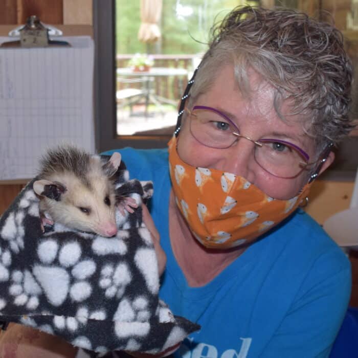 Ferncroft Wildlife Rescue Opossums
