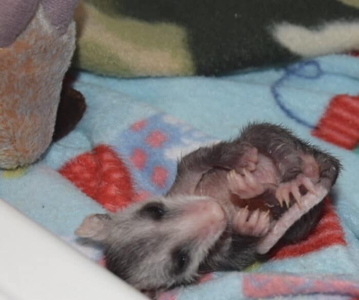 Ferncroft Wildlife Rescue Baby Opossums