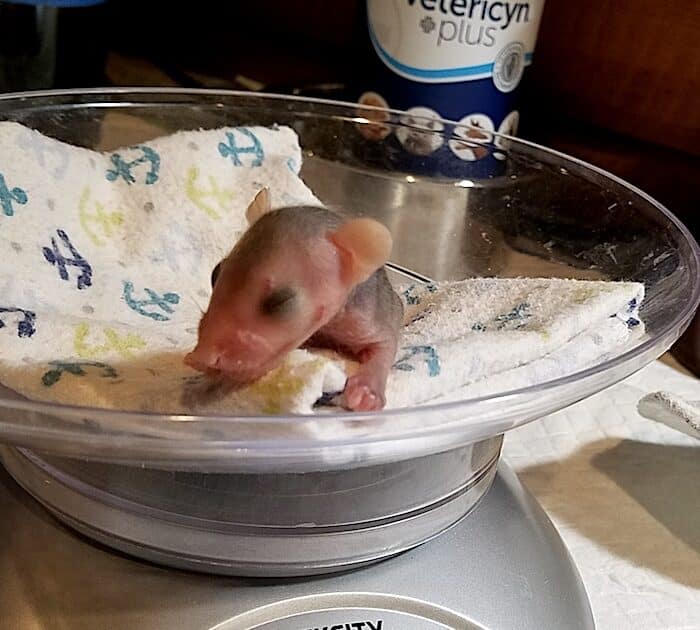 Ferncroft Wildlife Rescue Newborn Opossums