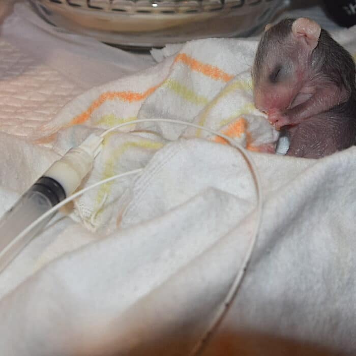Ferncroft Wildlife Rescue Opossums Medical Care