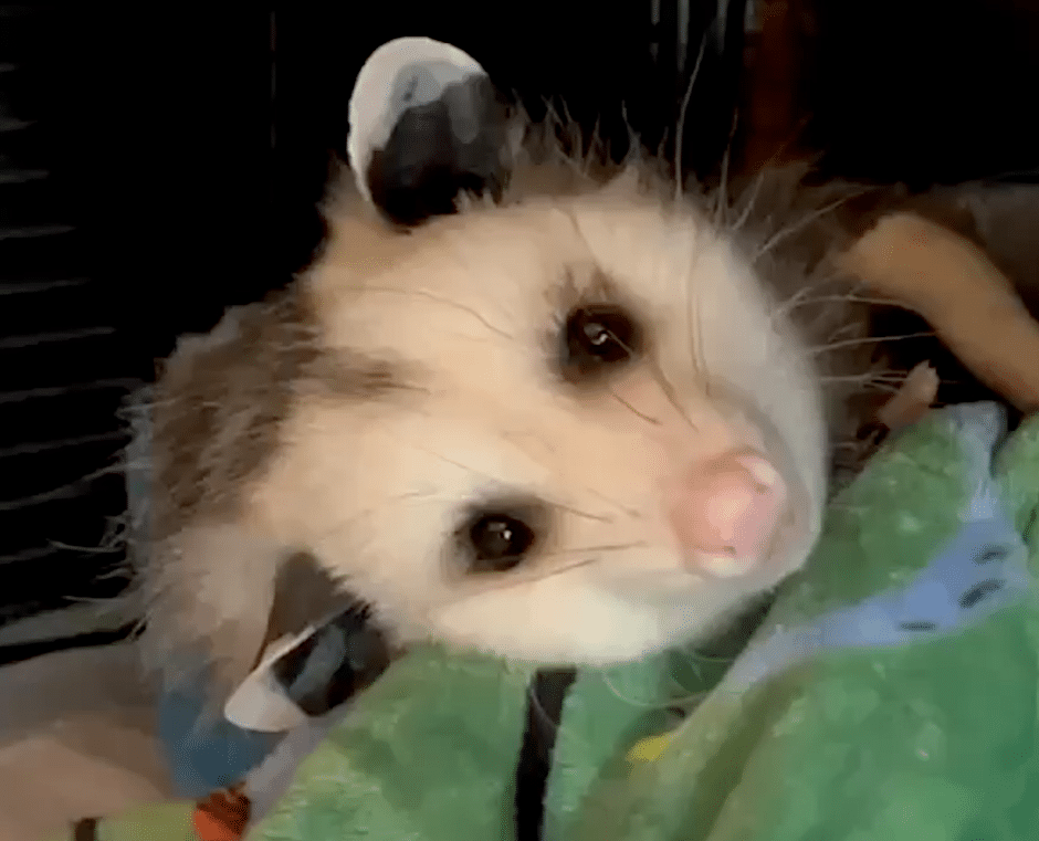 Ambassador Bob